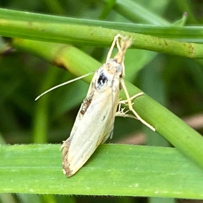 Agriphila straminella