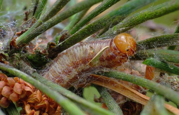 Acantholyda posticalis