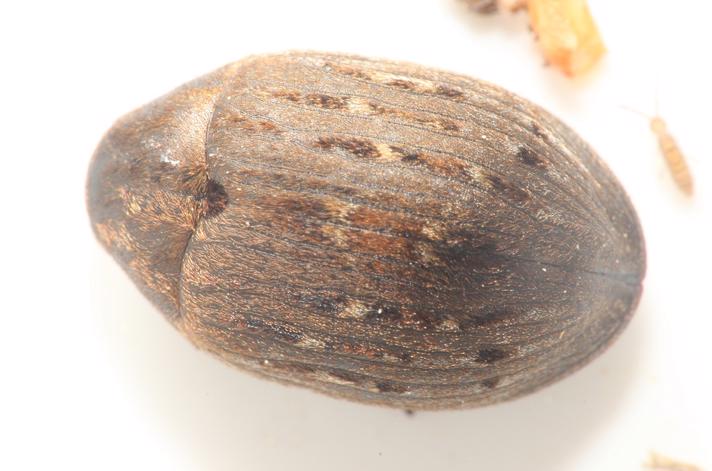 Almindelig Ødebille (Byrrhus pilula)