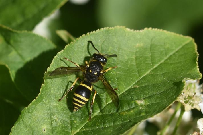 Ancistrocerus nigricornis