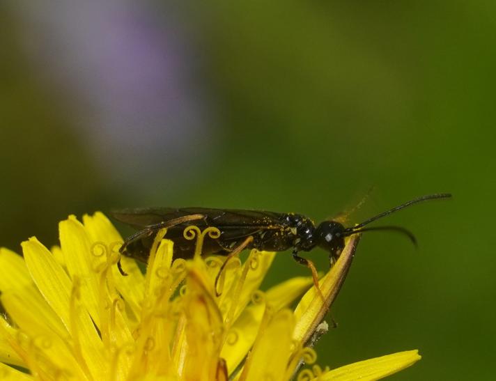 Calameuta pallipes