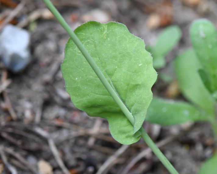Ager-Kål (Brassica rapa ssp. campestris)