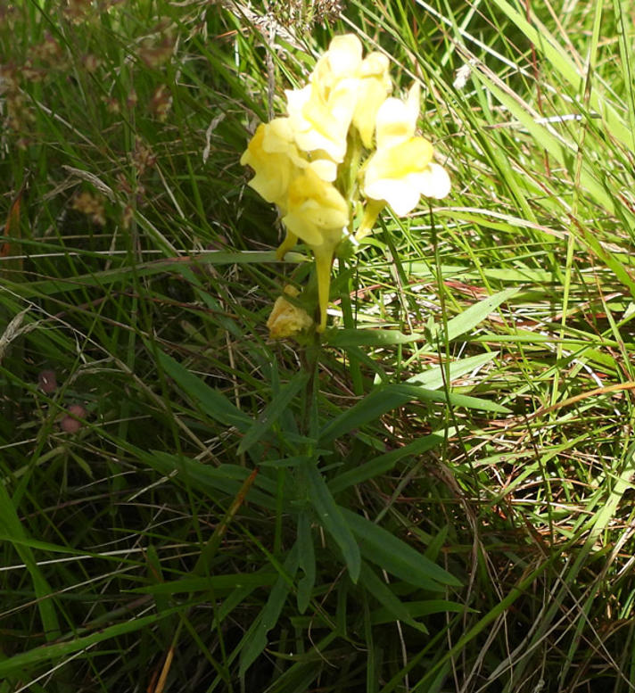 Almindelig Torskemund