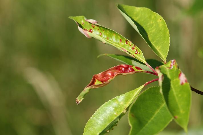 Taphrina farlowii