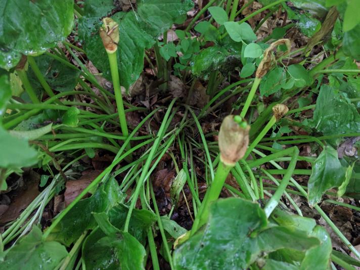 Plettet Arum (Arum maculatum)