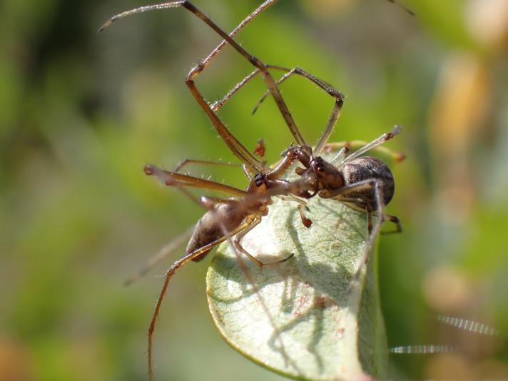 Tetragnatha nigrita