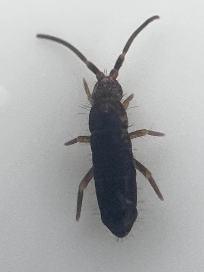 Tomocerus minor