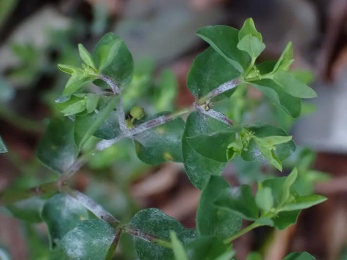 Podosphaera euphorbiae