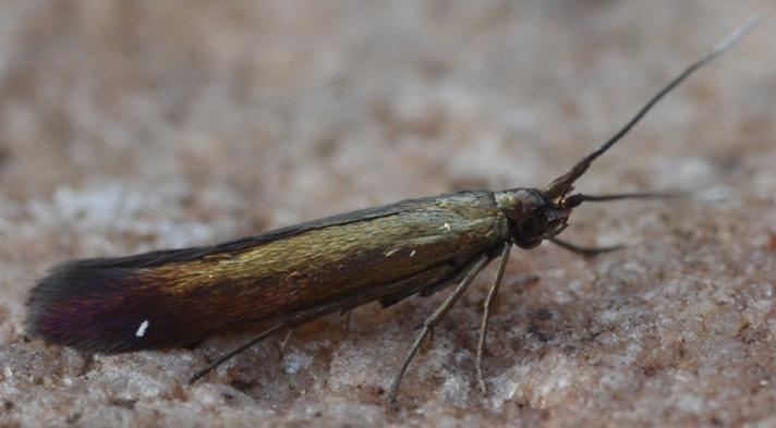 Coleophora alcyonipennella (Coleophora alcyonipennella)