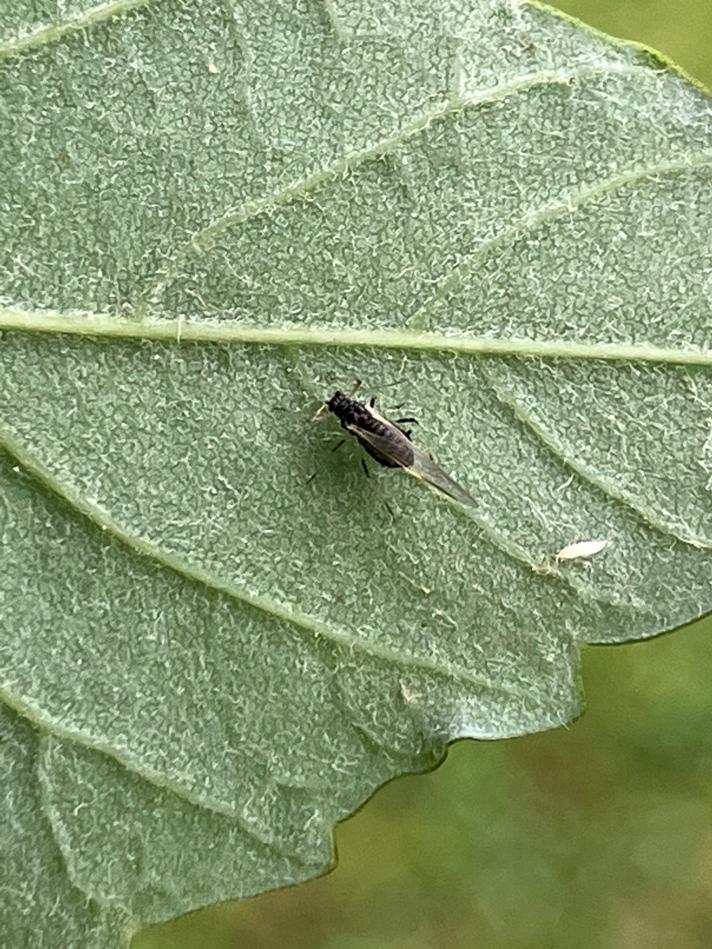 Lille Ahornbladlus