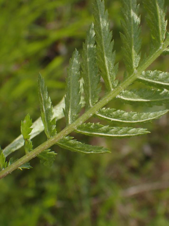 Rejnfan (Tanacetum vulgare)