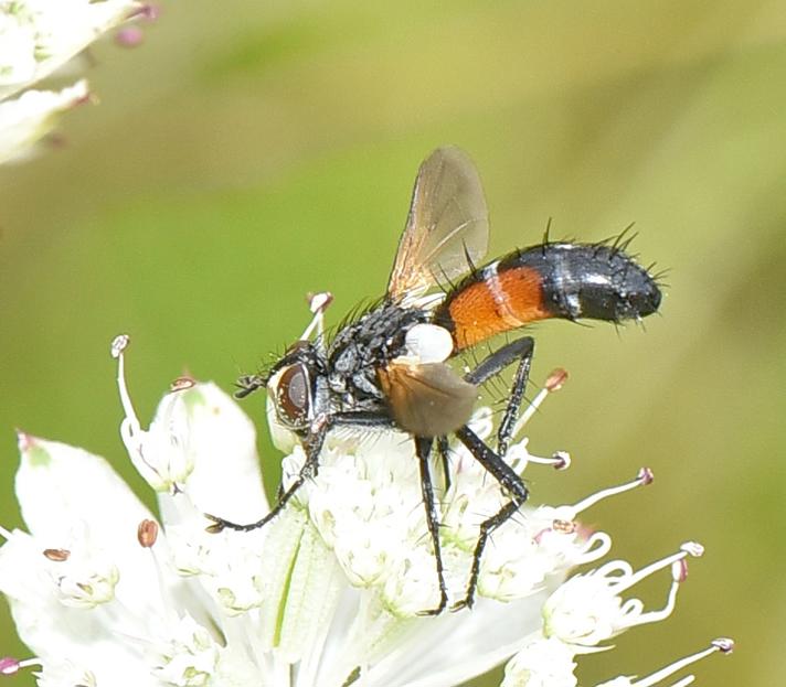 Cylindromyia interrupta