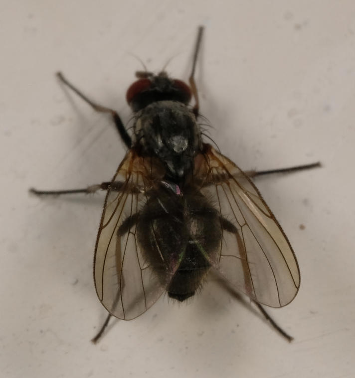 Emmesomyia sp.