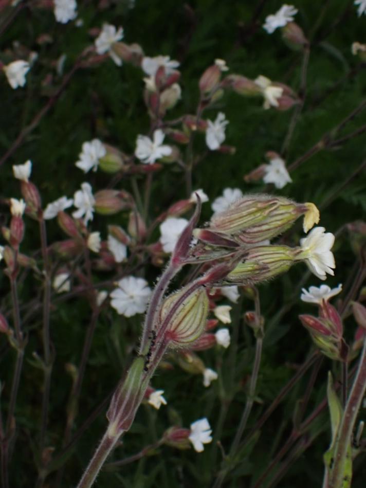 Aften-Pragtstjerne (Silene latifolia ssp. alba)