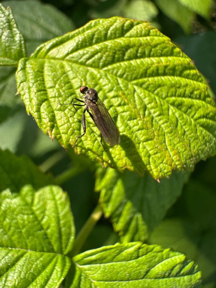 Hybos culiciformis