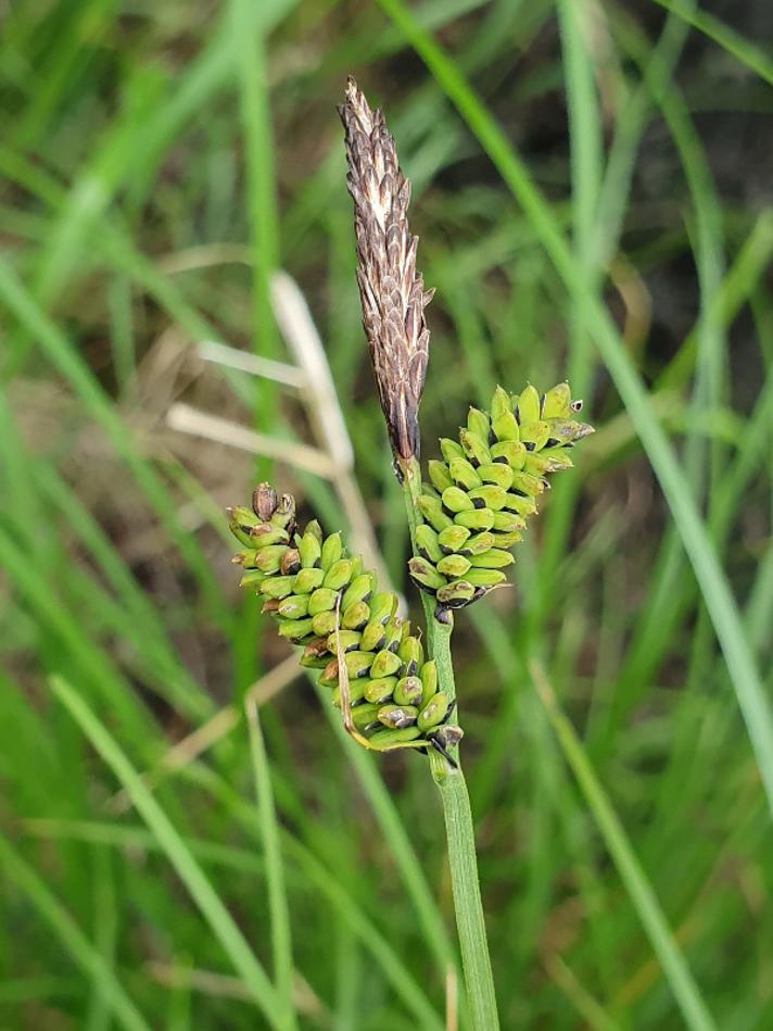 Tue-Star (Carex cespitosa)