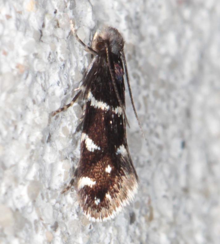 Infurcitinea argentimaculella