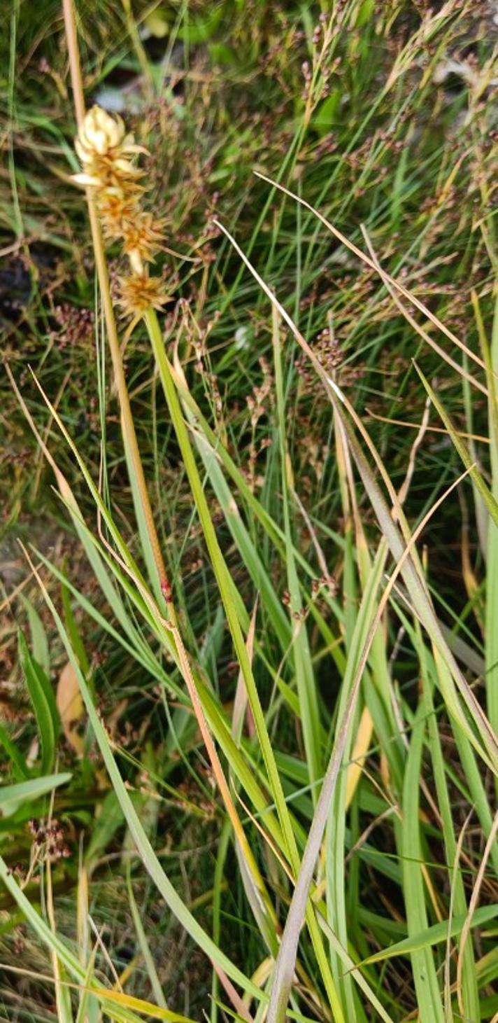Sand-Star (Carex arenaria)