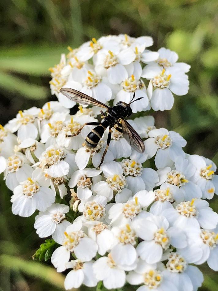 Conops strigatus