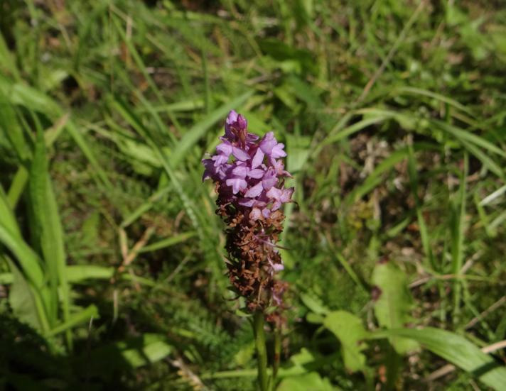 Tætblomstret Trådspore