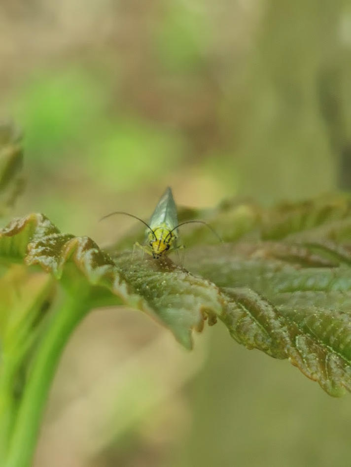 Hypochrysa elegans