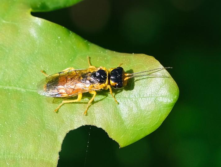 Pamphilius sp.