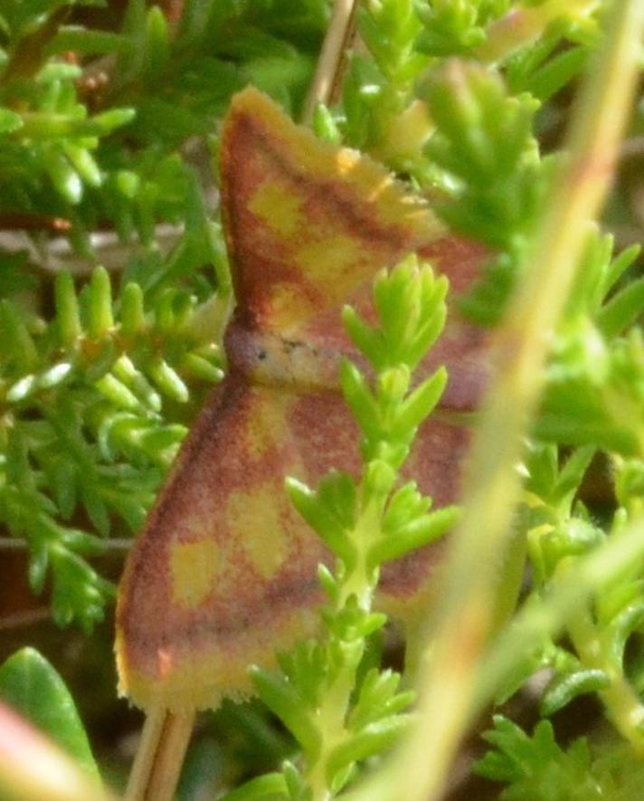 Mose-Løvmåler (Idaea muricata)