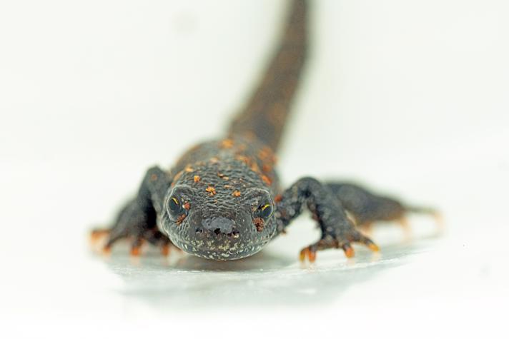 Stor Vandsalamander (Triturus cristatus)