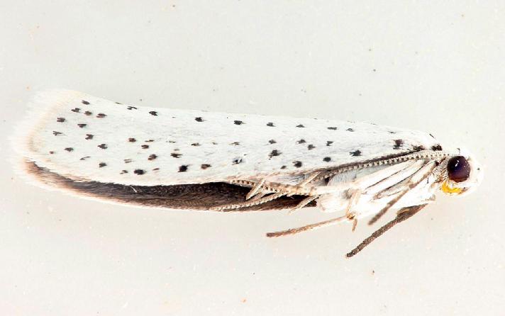 Hægspindemøl (Yponomeuta evonymella)