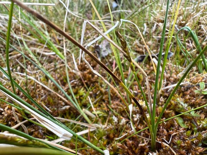 Trindstænglet Star (Carex diandra)