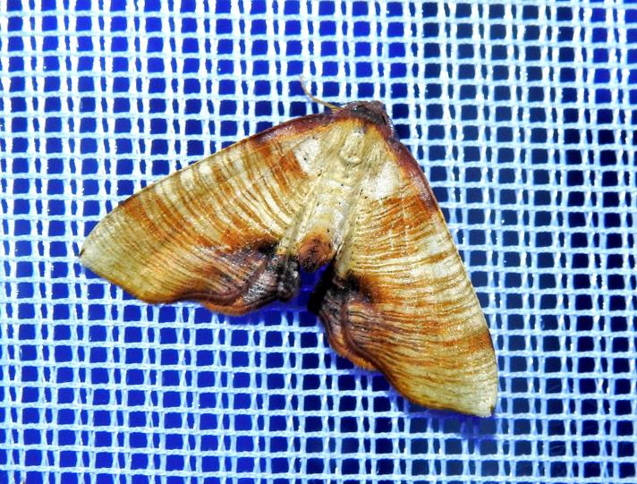 Smalvingemåler (Plagodis dolabraria)