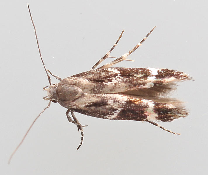 Mompha sturnipennella