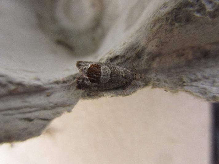 Brombærvikler (Notocelia uddmanniana)