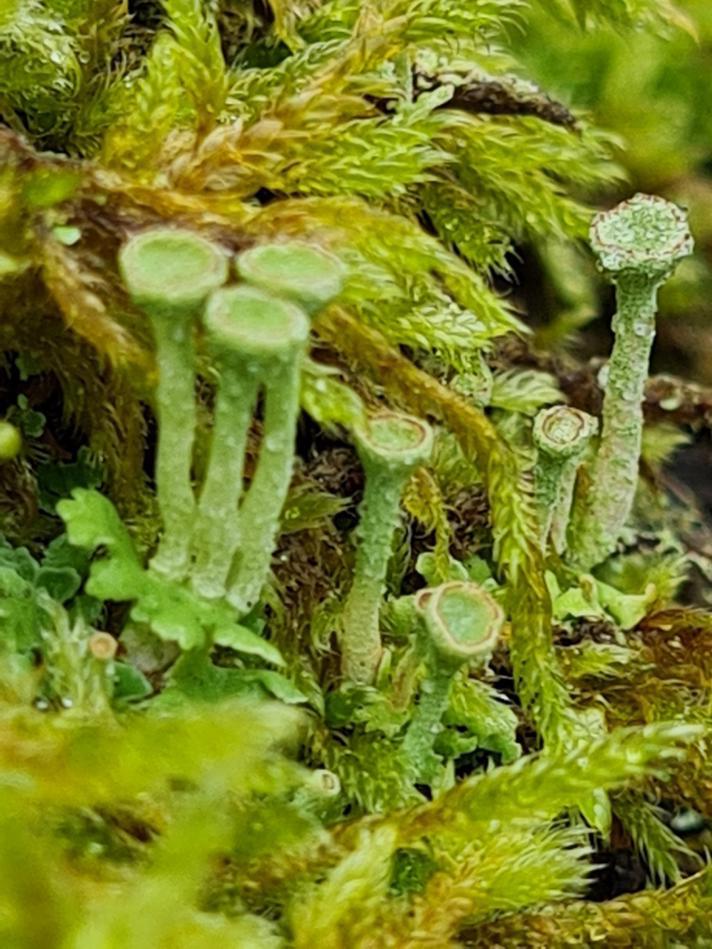 Cladonia chlorophaea s. lat.