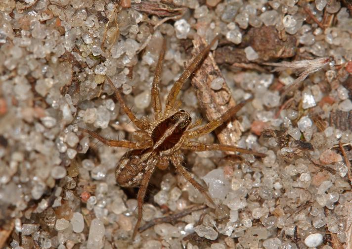 Pardosa sp.