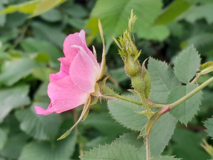 Langstilket Filt-Rose