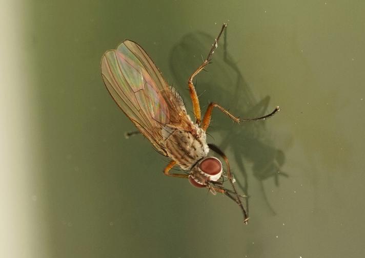 Coenosia infantula