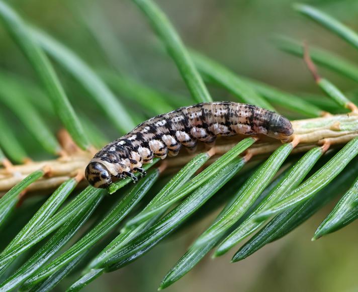 Gilpinia abieticola