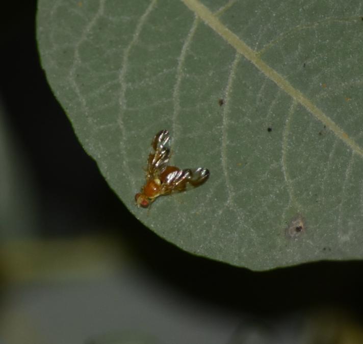 Selleriflue (Euleia heraclei)