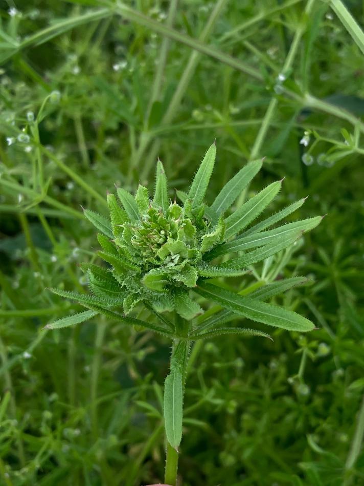 Dasineura aparines