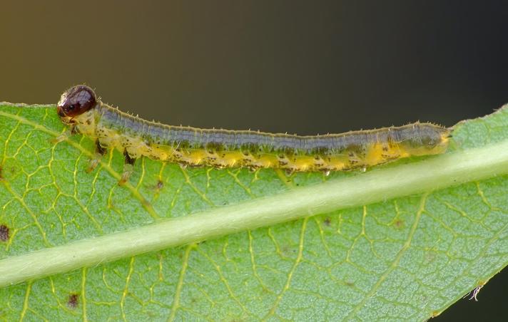 Euura caeruleocarpus