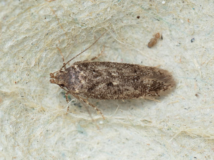 Bryotropha sp.