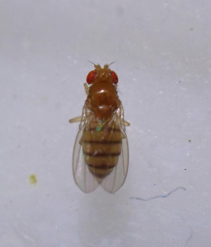 Drosophila melanogaster