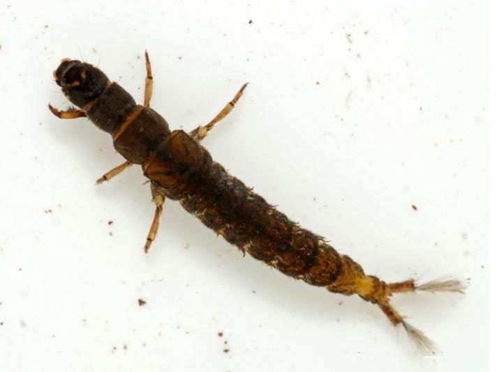 Hydropsyche angustipennis