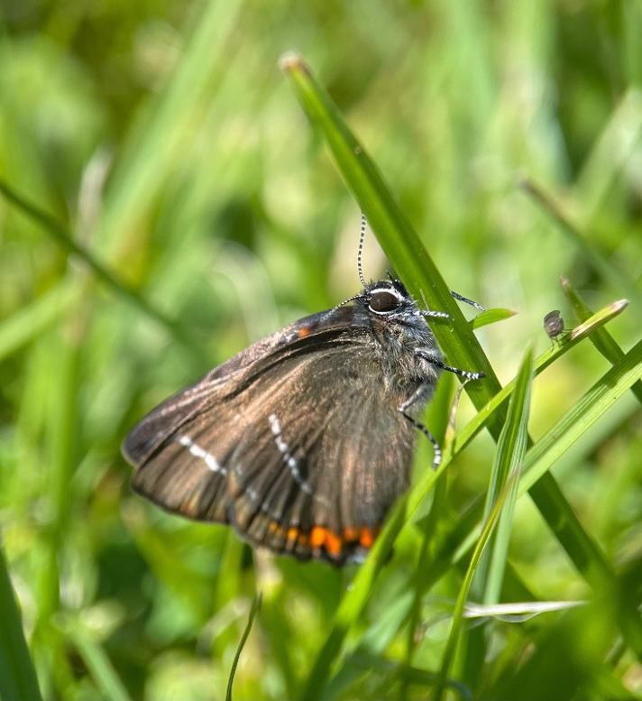 Fotograf: Henny Filbert