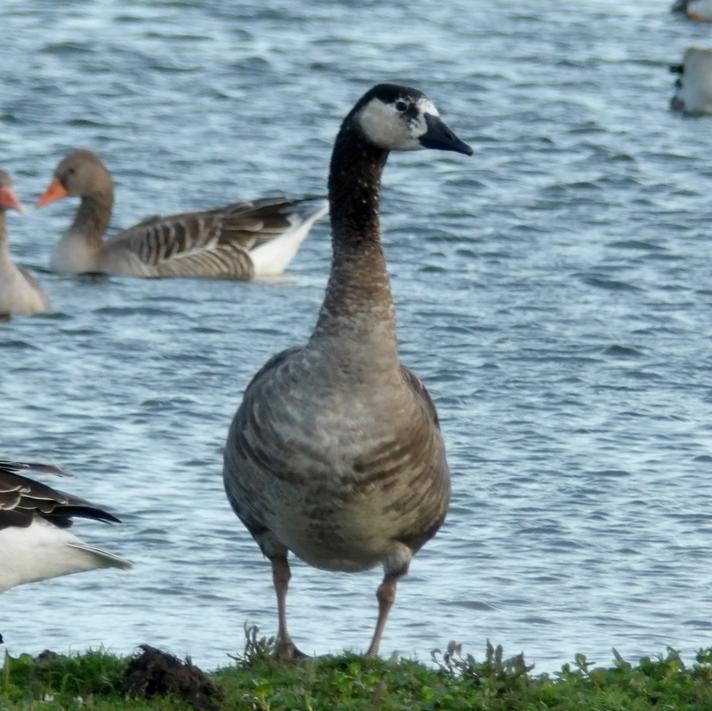 Grågås x Canadagås (hybrid)