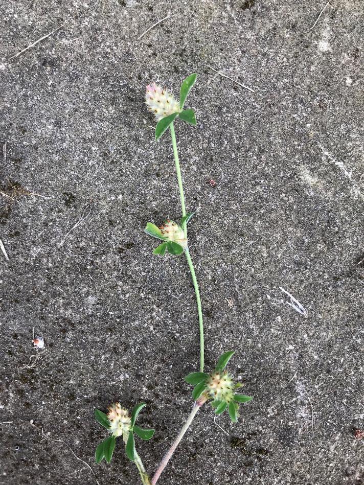 Stribet Kløver (Trifolium striatum)