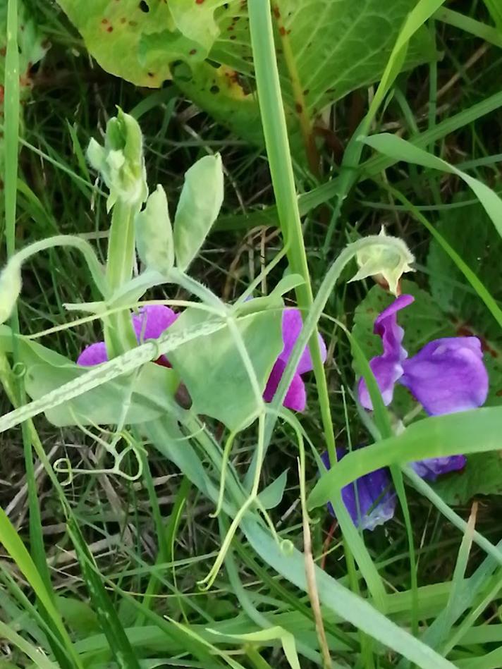 Almindelig Ærteblomst