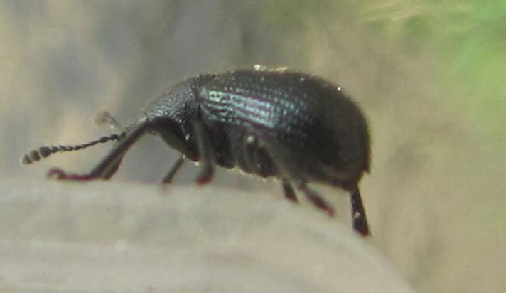 Neocoenorrhinus germanicus