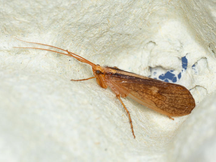 Micropterna sp.